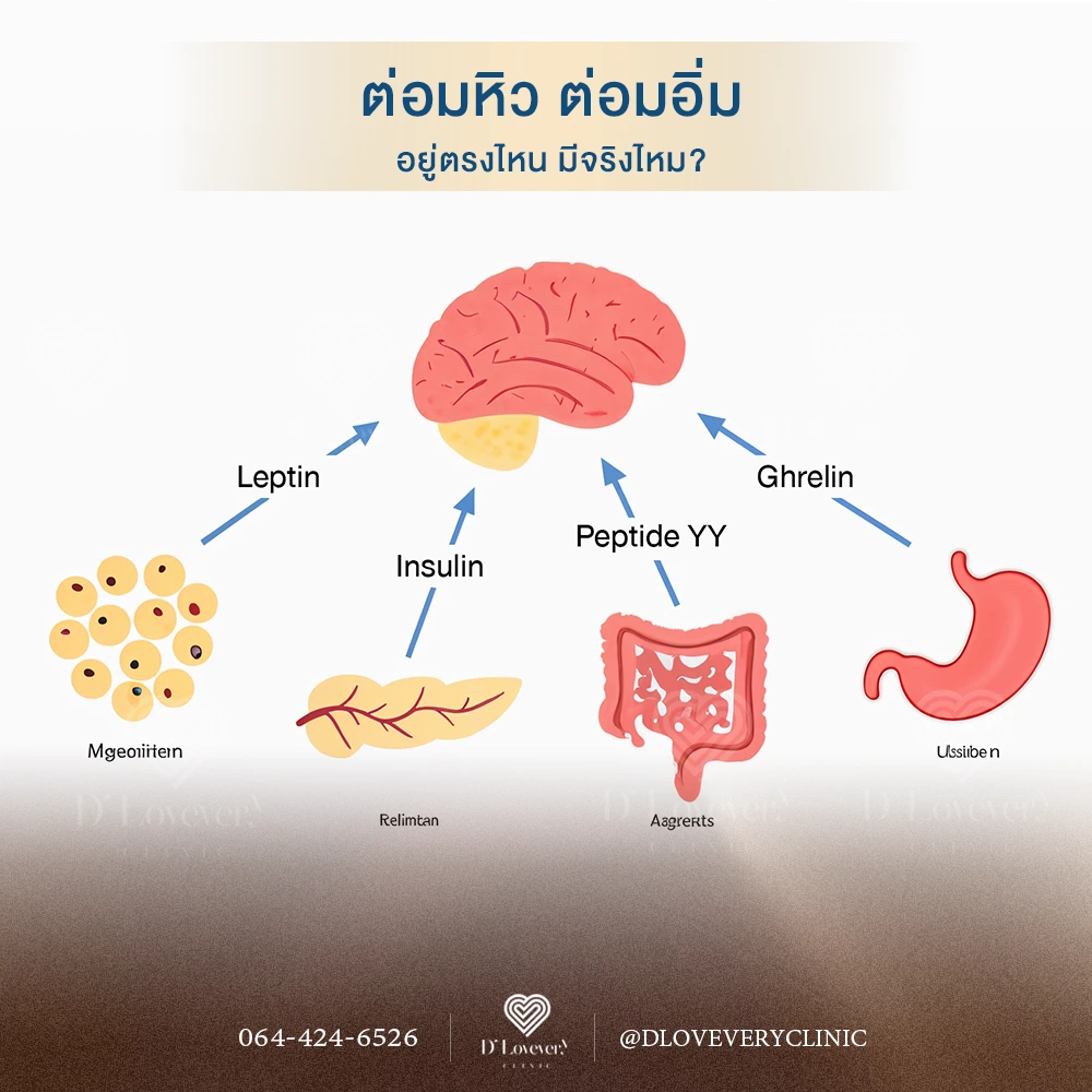 ต่อมหิว ต่อมอิ่มอยู่ตรงไหน ร่างกายทำงานยังไง