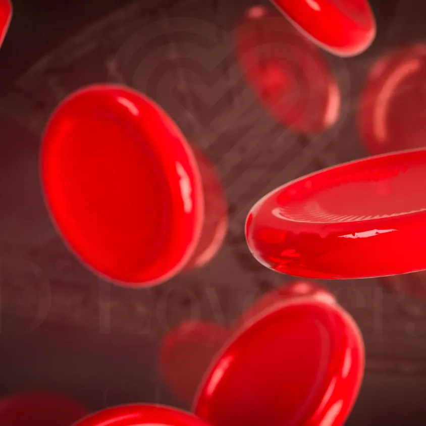 Microscopic 3D rendering of glossy biconcave red blood cells flowing through a vessel.