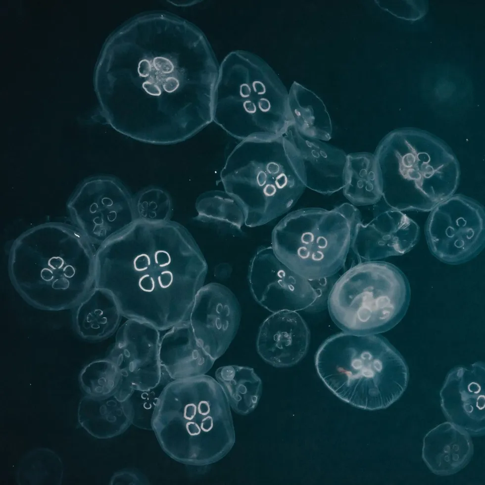 Translucent teal jellyfish cluster with luminescent saucer-shaped bells