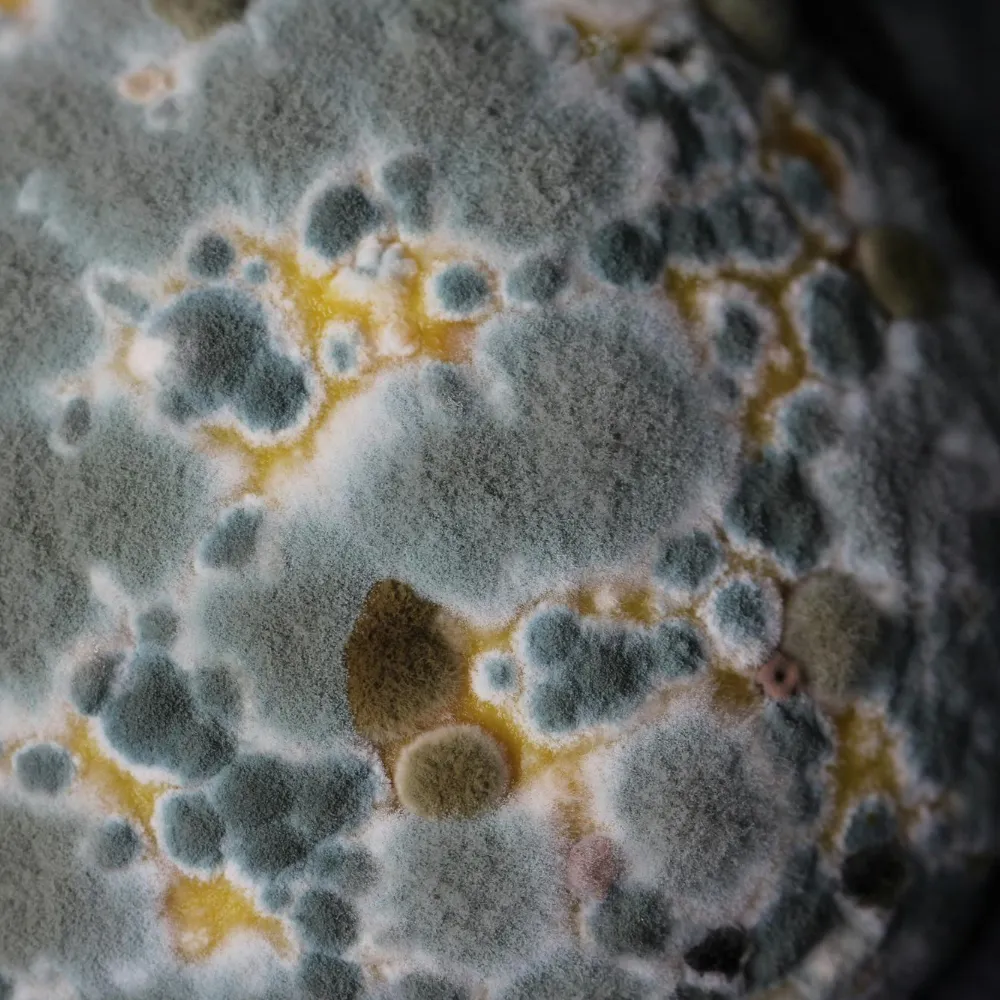 Macro close-up of blue-green mold colonies, powdery spores and white mycelium.